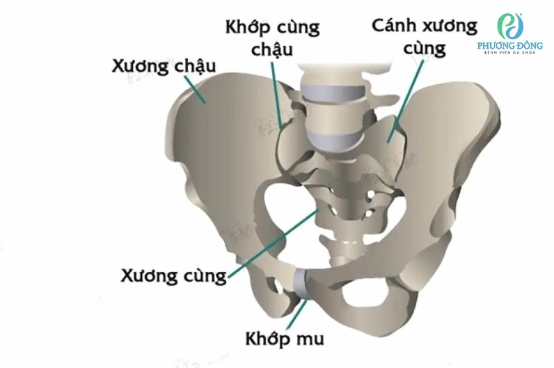 Đau xương mu và các vấn đề sức khỏe liên quan