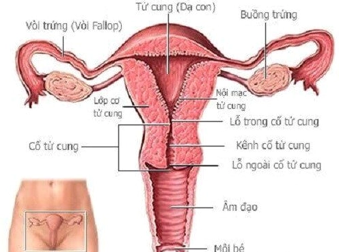 Bài tập Kegel cho tầng sinh môn