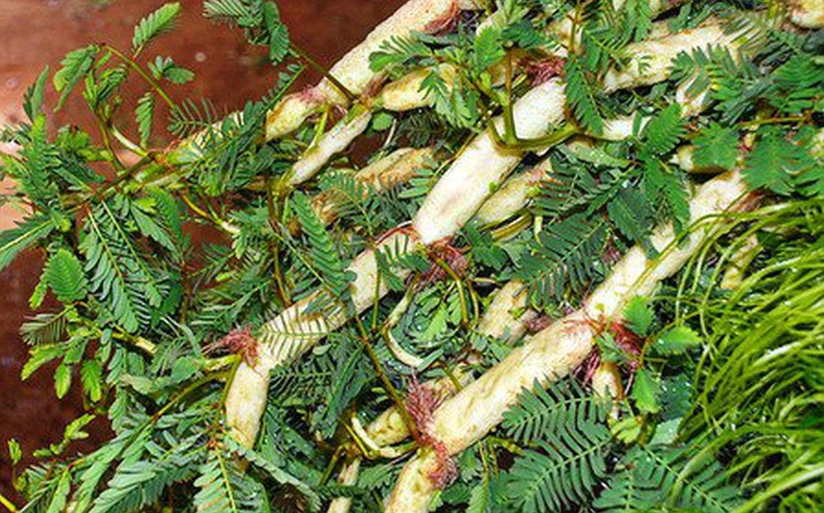 Bát canh rau nhút hấp dẫn