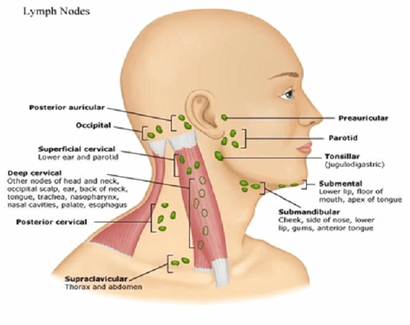 Biểu đồ các nguyên nhân gây sưng hạch