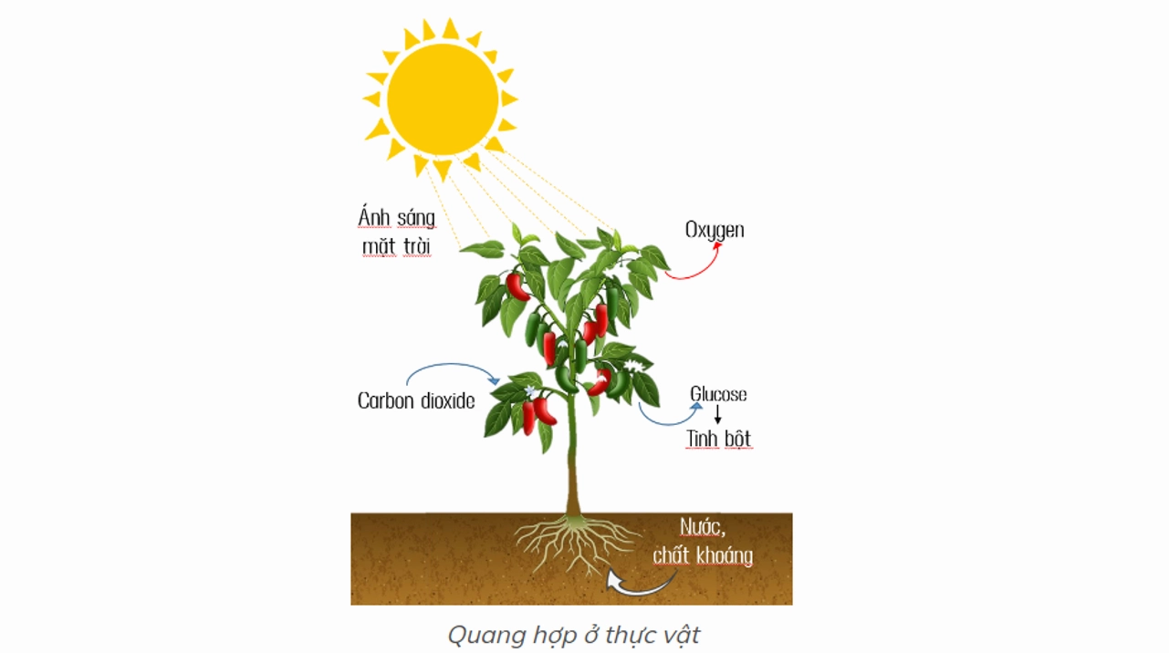 Biểu đồ minh họa ảnh hưởng của ánh sáng đến quang hợp