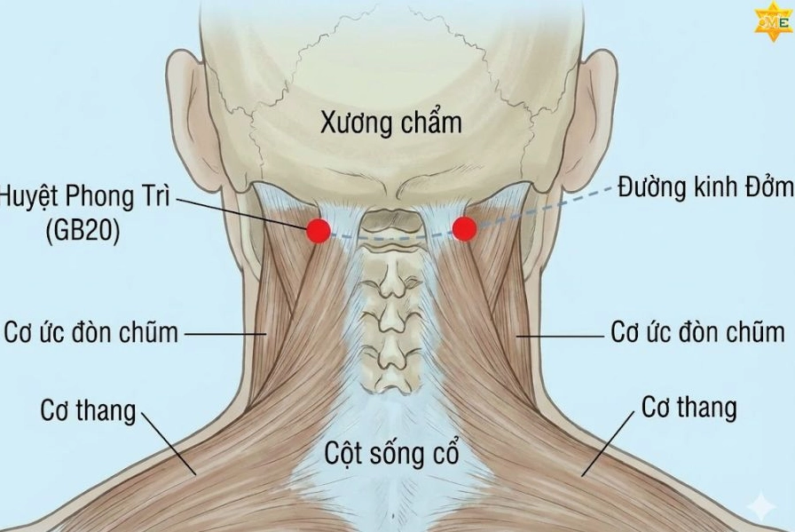 Biểu đồ minh họa tác dụng của huyệt Phong Trì