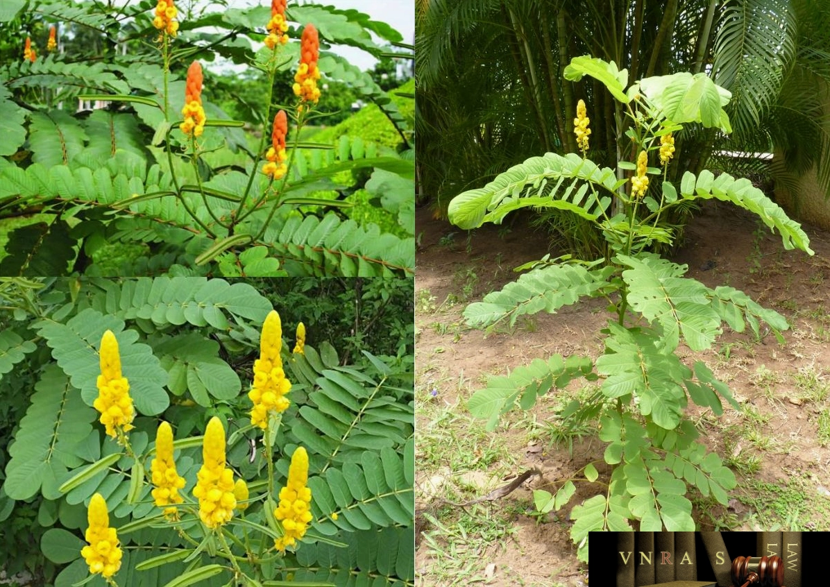 Cận cảnh hoa muồng trâu