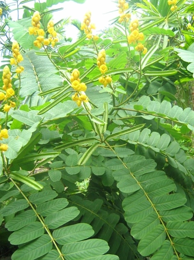Cận cảnh lá và hoa cây muồng trâu