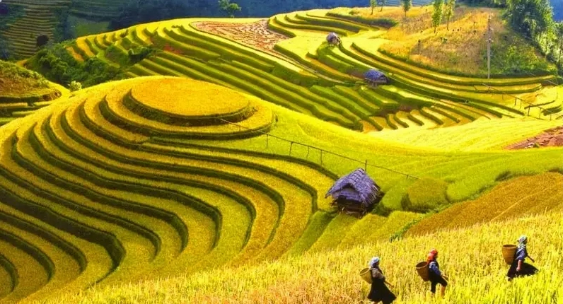 Cánh đồng Mường Thanh mùa lúa chín