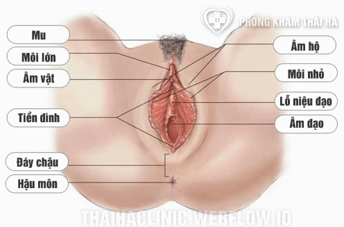 Cấu tạo bộ phận sinh dục nữ bên ngoài