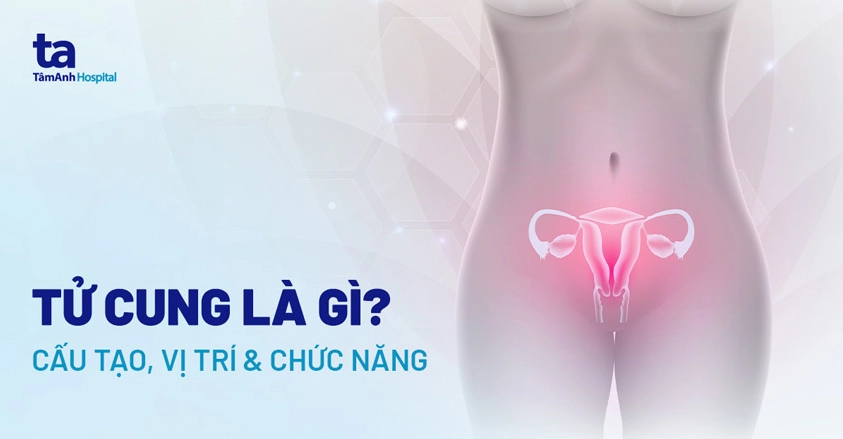 Cấu tạo chi tiết của tử cung