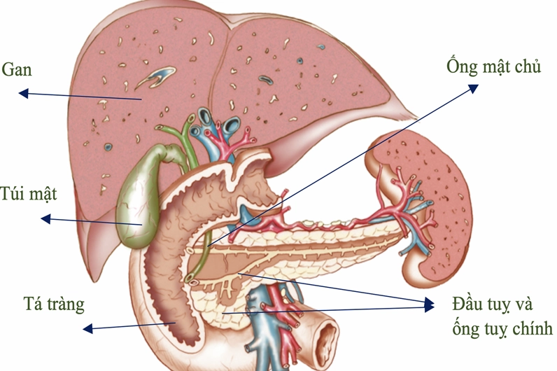 Cấu tạo chi tiết của tuyến tụy