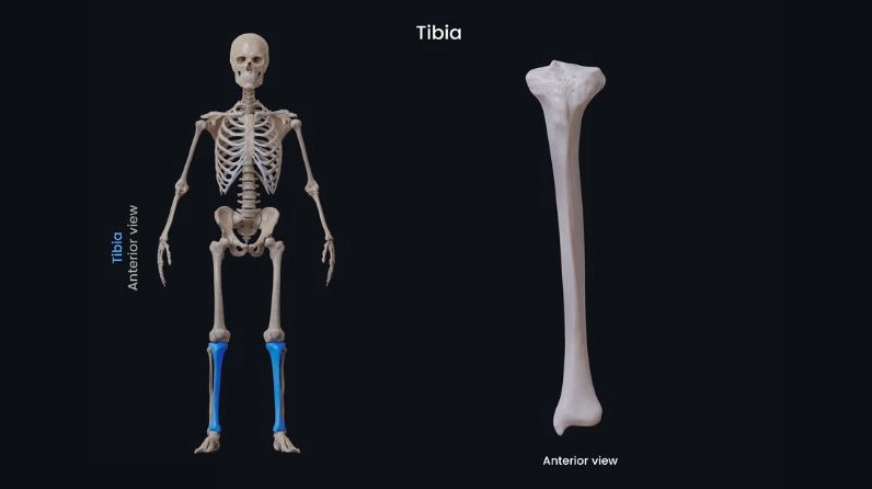 Cấu tạo chi tiết xương ống đồng