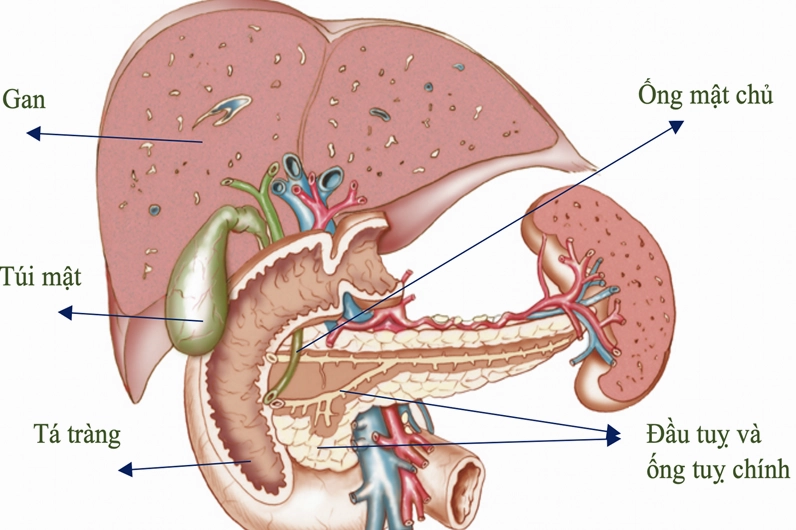 Cấu tạo chức năng nội tiết của tuyến tụy