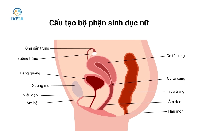 Cấu tạo niệu đạo nữ
