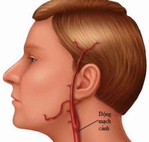 Cấu tạo động mạch cảnh