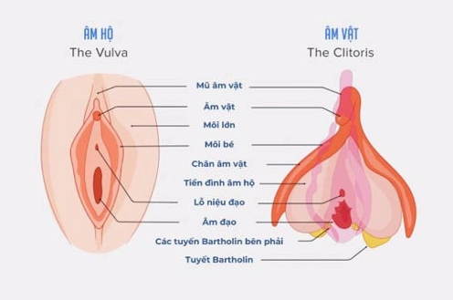 Cấu tạo tuyến Skene ở nữ giới