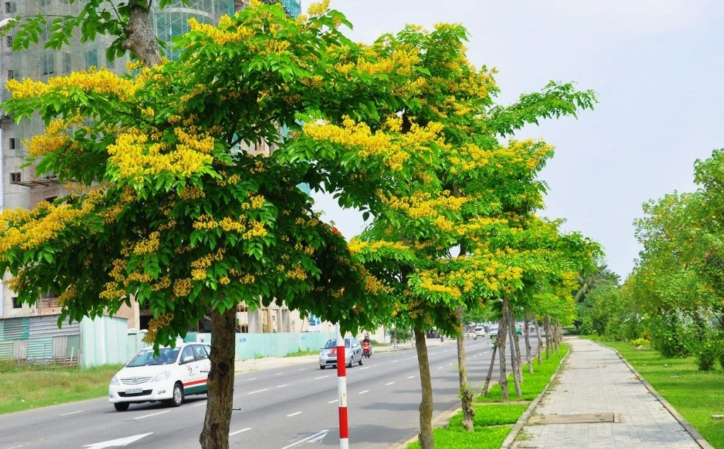 Cây muồng đen ra hoa