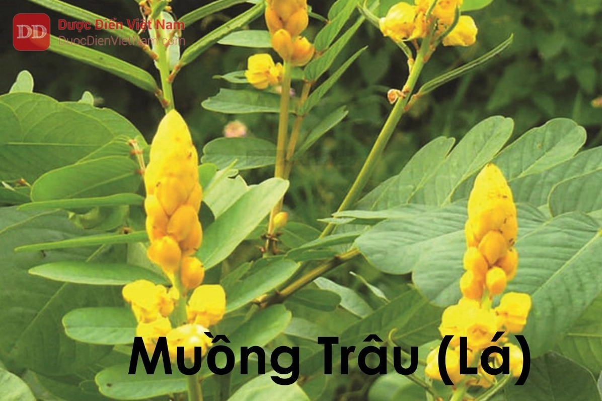 Cây muồng trâu với hoa vàng cam