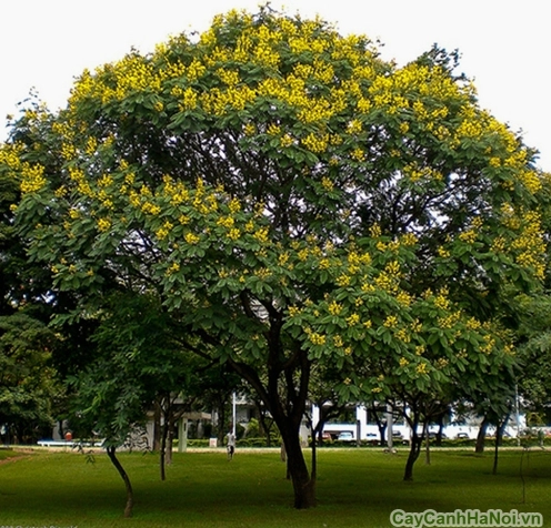 Cây muồng xanh tốt
