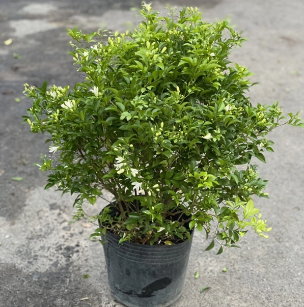 cay-nguyet-que-y-nghia-phong-thuy-cach-trong-va-cham-soc-chi_420
