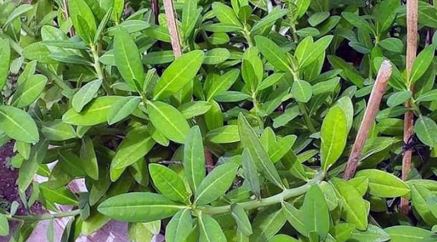 Cây Thạch Anh khô dùng làm thuốc