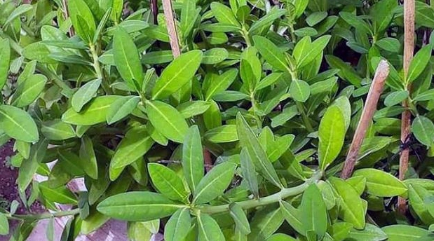 Cây thạch anh mọc hoang dã