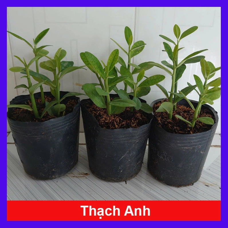Cây Thạch Anh được thu hoạch