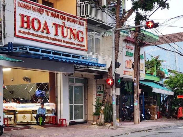 Cây Vàng Hoa Tùng tại một vườn ở Quảng Ngãi