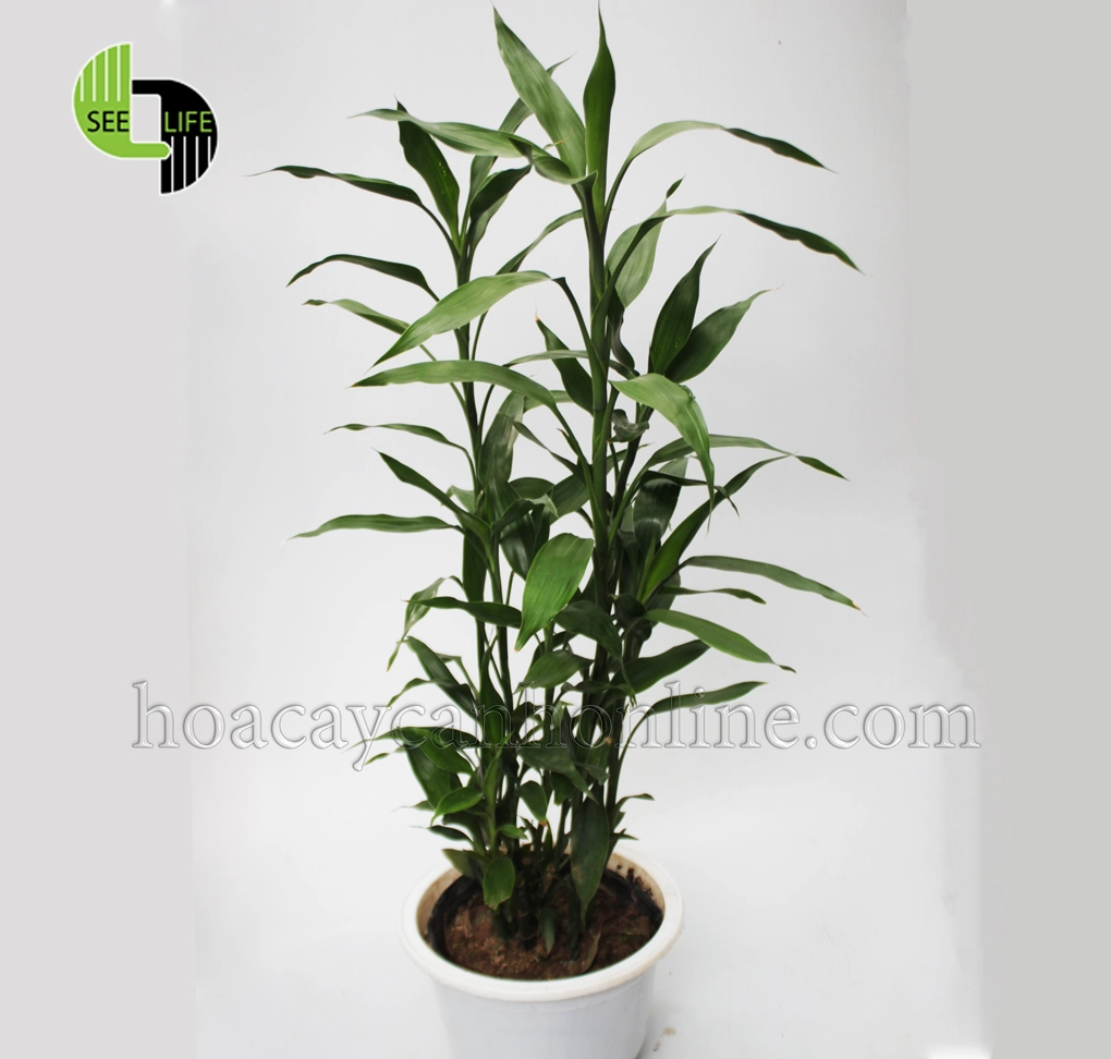 Chăm sóc cây phát lộc bàn thờ