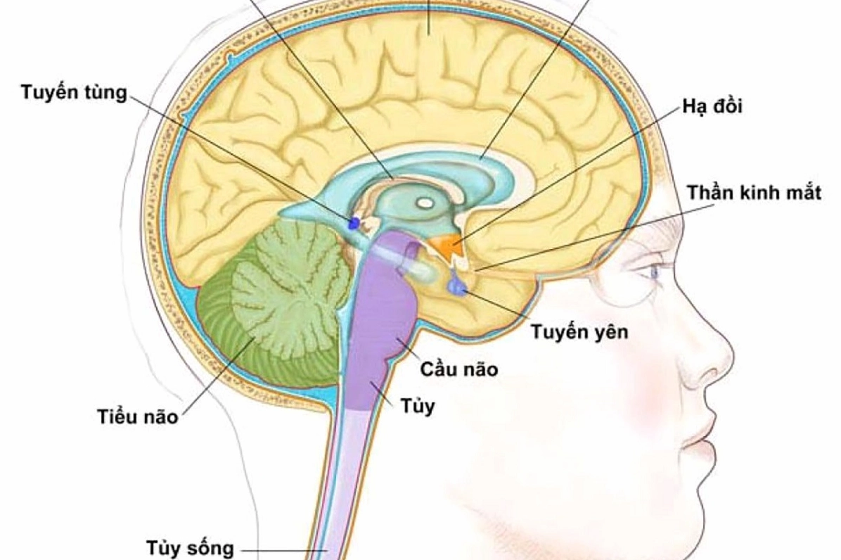 Chăm sóc sức khỏe tuyến yên