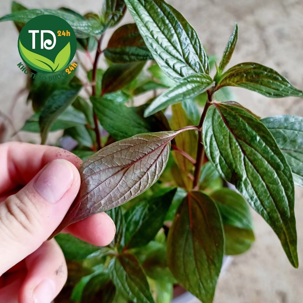 Chậu cây dòi tím nhỏ xinh trên bàn