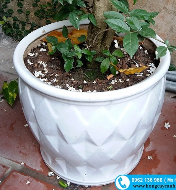 Chậu sứ trắng men trồng cây cảnh