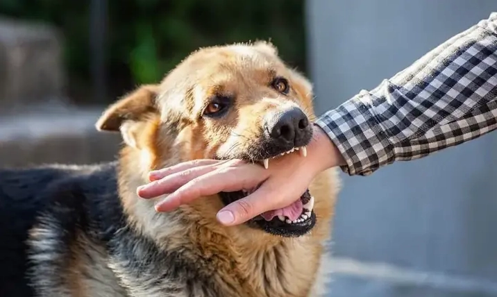 Giải mã giấc mơ chó cắn chảy máu