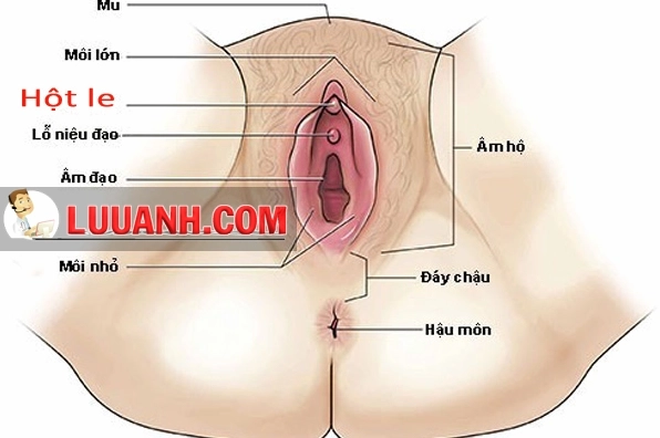 Giải phẫu tuyến tiền liệt nam