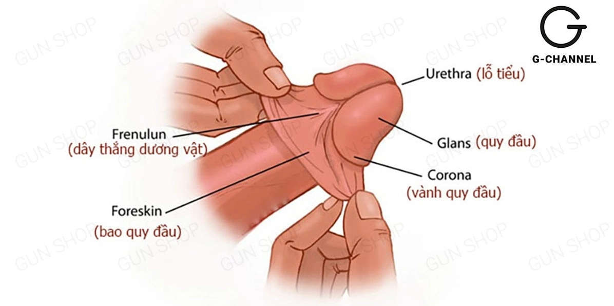 Hẹp bao quy đầu gây ảnh hưởng đến đầu khấc