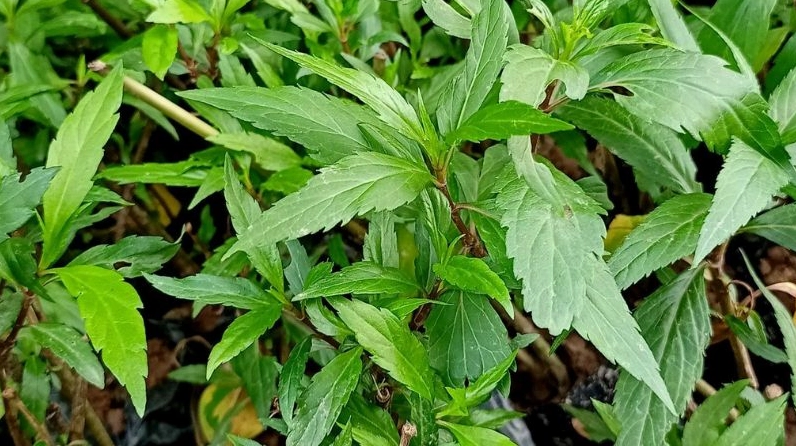 Hình ảnh cây mần tưới xanh tốt