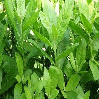 Hình ảnh cây Thạch Anh tươi tốt