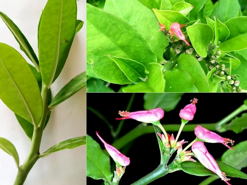 Hình ảnh cây thạch anh với lá xanh mướt