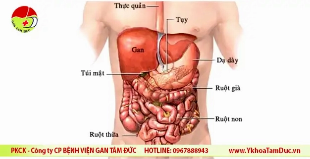 Hình ảnh minh họa các triệu chứng liên quan đến gan
