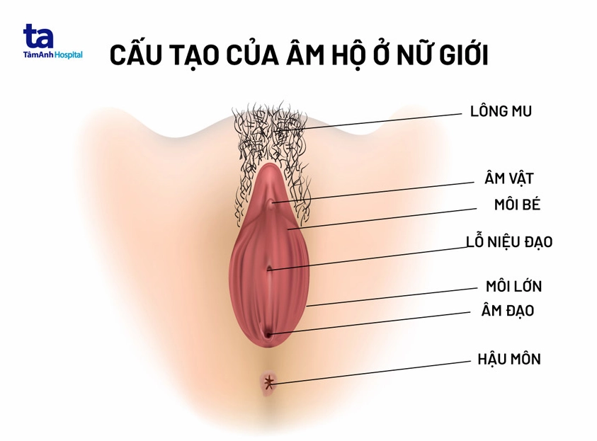 Hình ảnh minh họa cấu tạo âm đạo