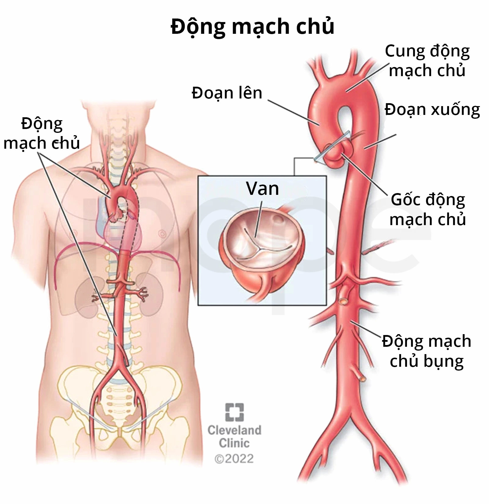 Hình ảnh minh họa động mạch chủ