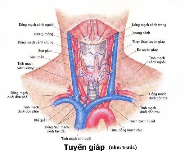 Hình ảnh minh họa vị trí tuyến giáp ở cổ