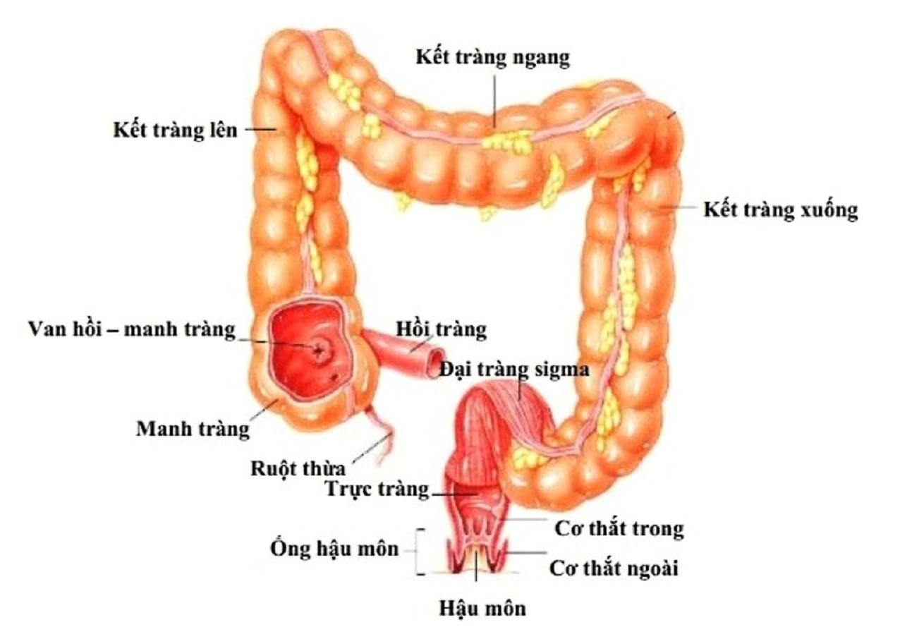 Hình ảnh nội soi đại tràng