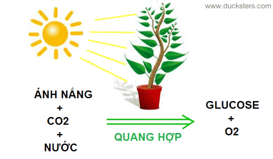 Hoạt hình minh họa quá trình quang hợp