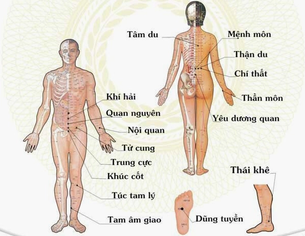 huyet-quan-nguyen-bi-mat-cham-soc-suc-khoe-toan-dien-theo-on_481