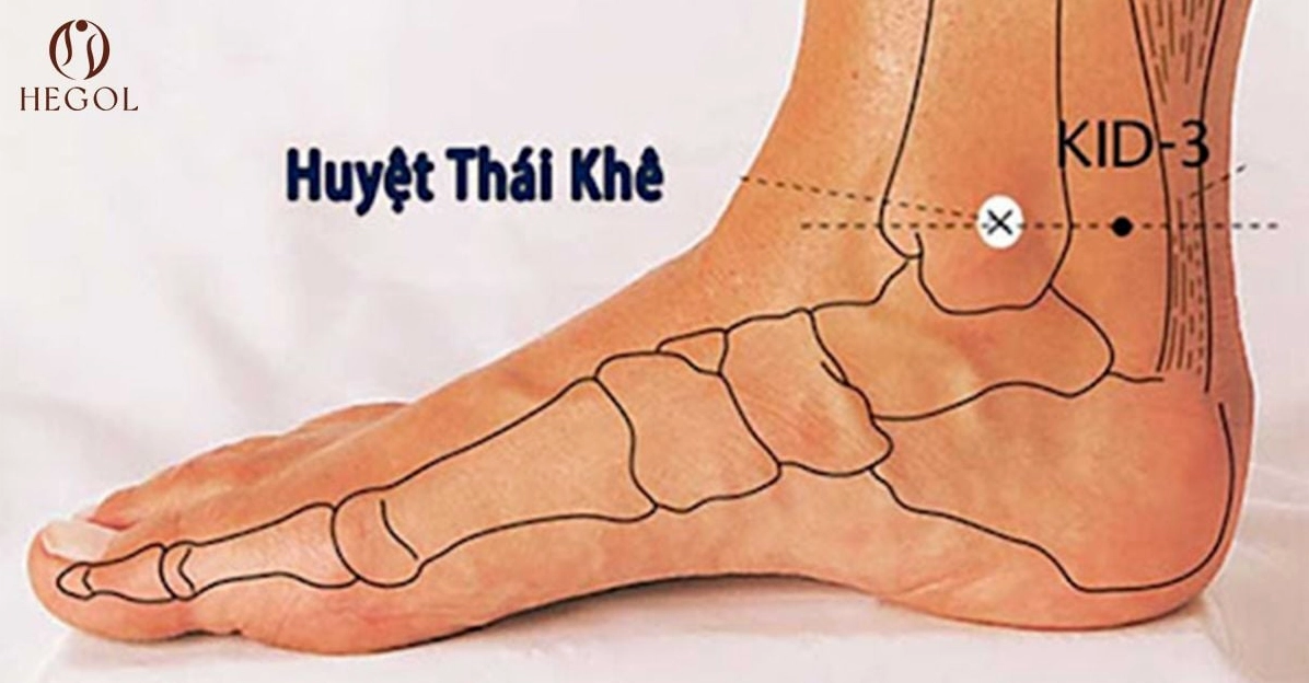 huyet-thai-khe-kham-pha-vi-tri-tac-dung-va-cach-xoa-bop-hieu_393