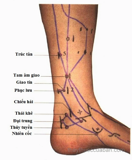 Huyệt Thái Khê và các huyệt vùng kinh Thận