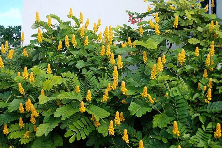 Lá cây muồng trâu với những giọt sương
