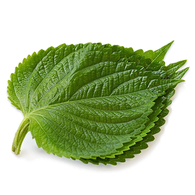 Lá mè tươi và các dưỡng chất