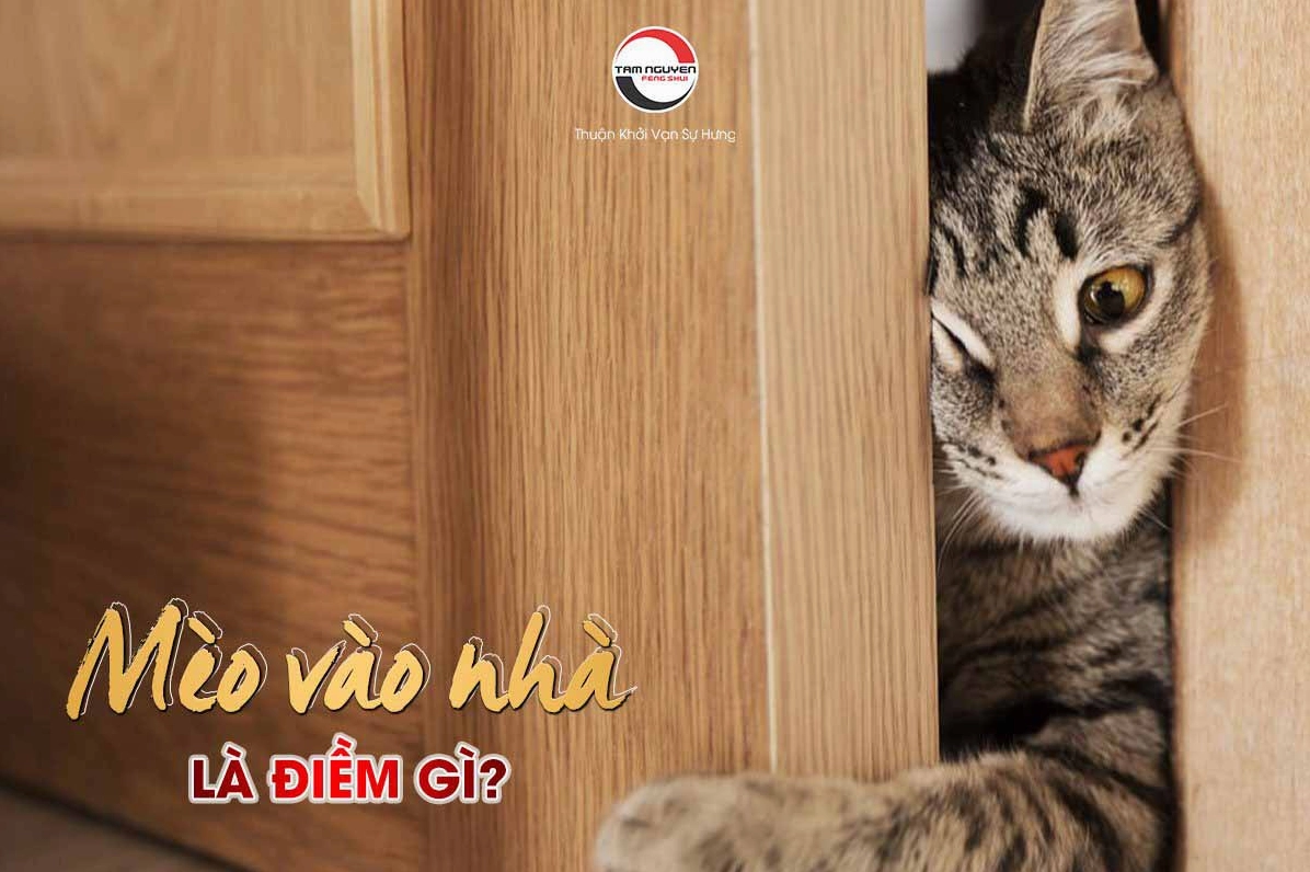 Lời khuyên khi mèo vào nhà