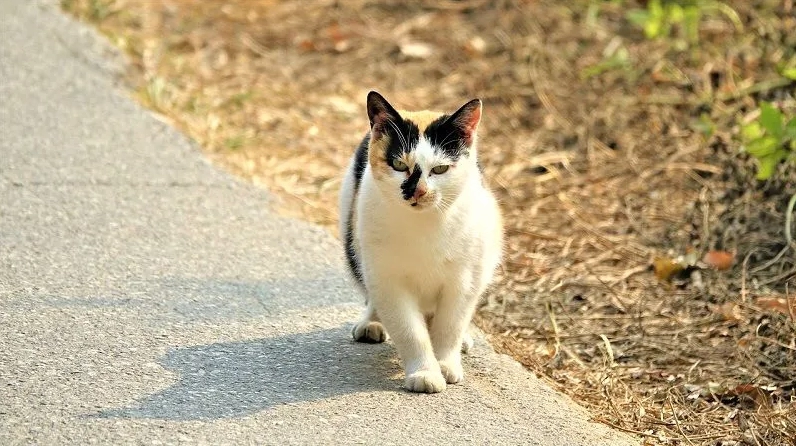 Mèo lạ bước vào nhà