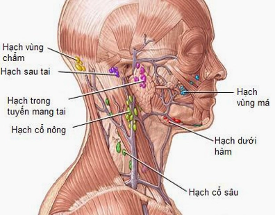 Minh họa các vùng hạch bạch huyết ở cổ