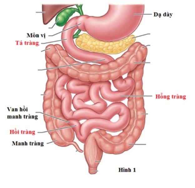 Minh họa cấu trúc ruột non